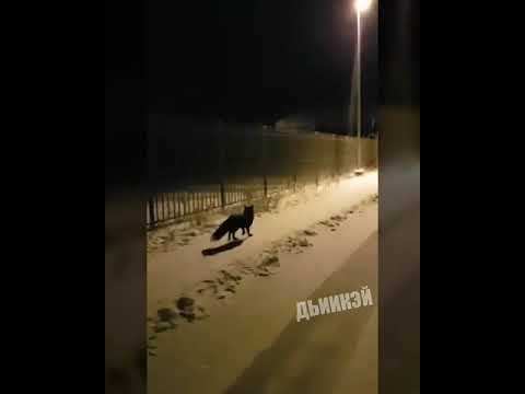 Видеофакт: По улицам Якутска бегает чернобурая лиса Видеофакт: По улицам Якутска бегает чернобурая лиса