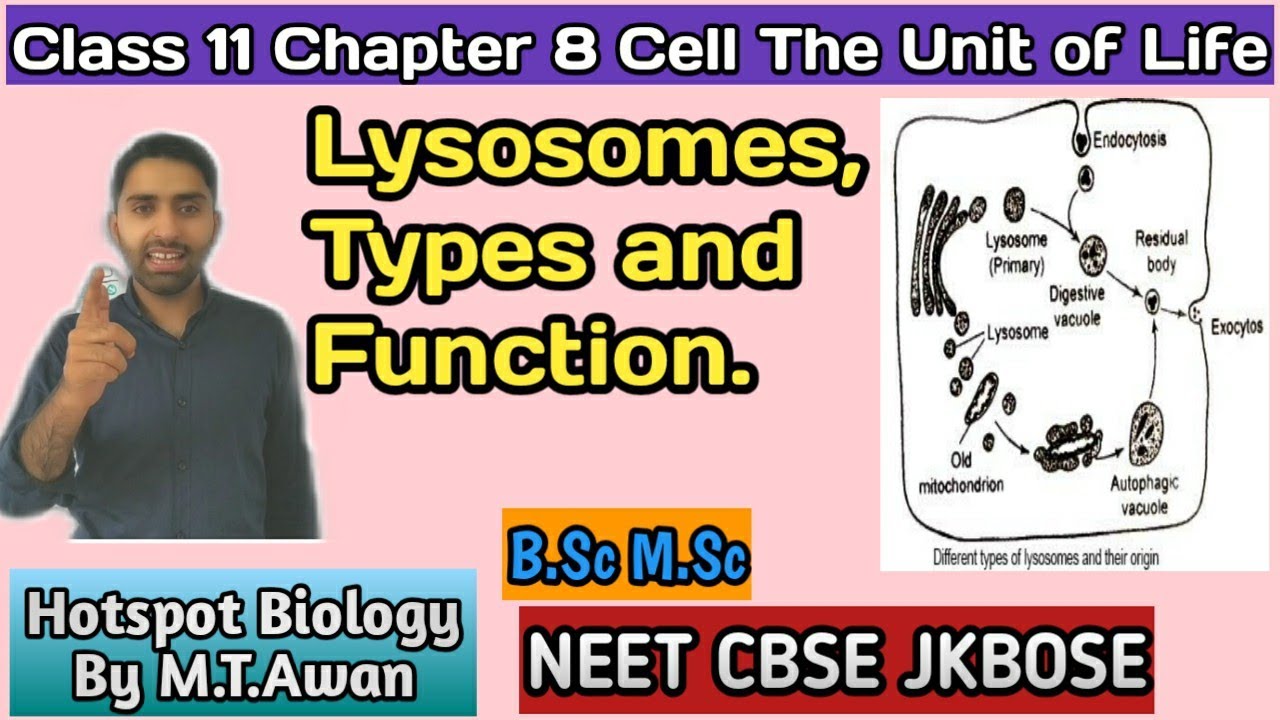 Lecture 15 Chapter 8 Class 11 Biology: Lysosome (Formation and Types) - NEET CBSE