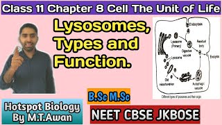 Lecture 15 Chapter 8 Class 11 Biology: Lysosome (Formation and Types) - NEET CBSE