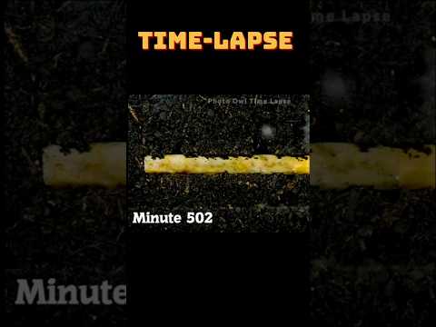 CIGARETTE IN SOIL - 1 YEAR Time Lapse #timelapse #shorts