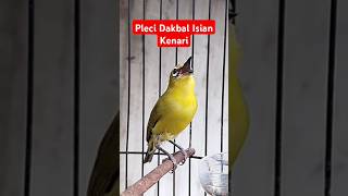 Download lagu Pleci Dakbal Isian Kenari#shorts mp3 Download lagu Pleci Dakbal Isian Kenari#shorts mp3