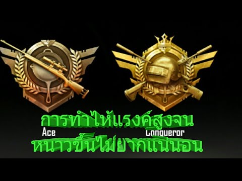 สเปรย์ Dominator แรง ไก่หนามากใน Picea ขนาดเล็ก