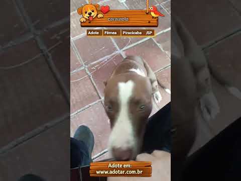 Vídeo de caramela