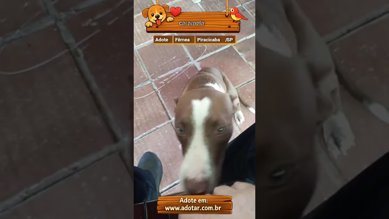 Cachorro raça SRD-ViraLata idade 7 a 11 meses nome caramela