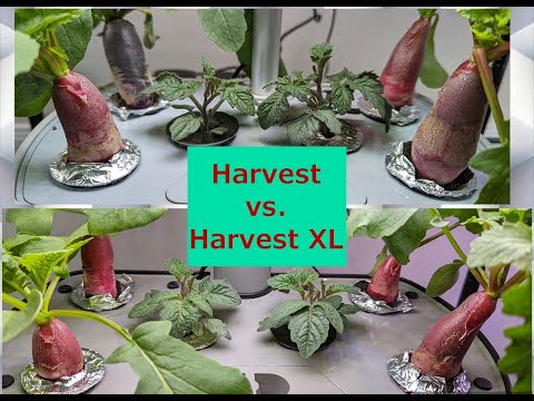 Harvest Vs. Harvest XL Hydroponics - Side by side comparison with Radish Crop