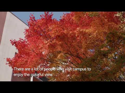 岩手大学四季の動画（秋）
