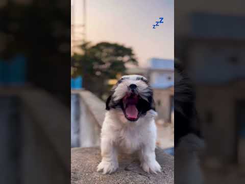 Shihtzu puppy 🐶 available #shihtzu #shihtzupuppies #telangana #subscribetomychannel