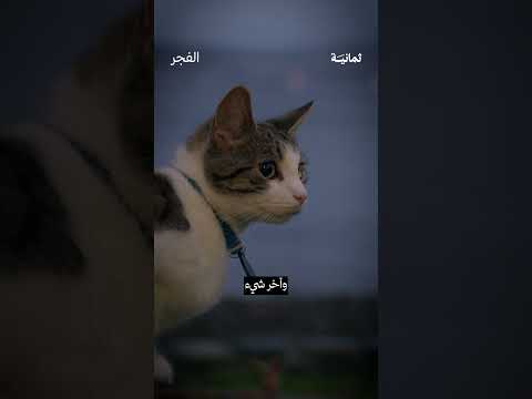 إذاعة ثمانية