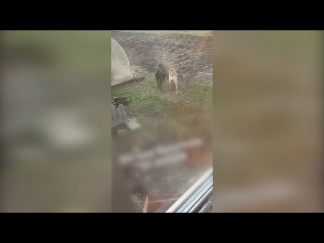 Три огромные собаки терроризируют жителей садоводства «Зелёный сад» в Иркутском районе