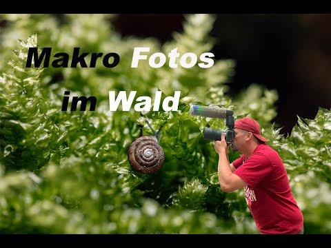 Makro Fotos im Wald, so mache ICH meine Bilder mit dem Canon 100mm ƒ 2.8 + Godox V1