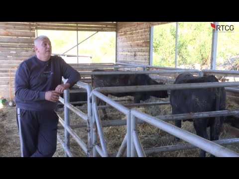 DRZI JAPANSKO GOVEDO WAGYU i ANGUS