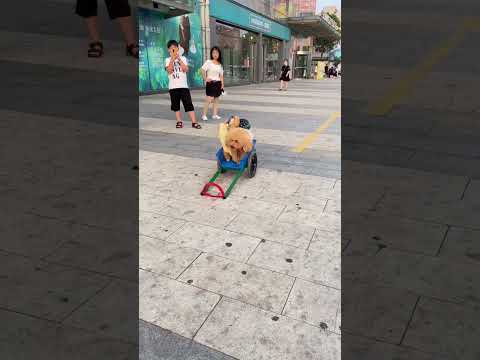 smart dogs ❤️🤣