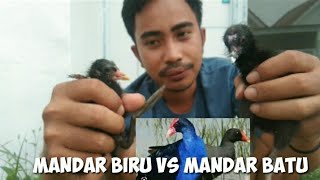 Download lagu Perbedaan Anak Burung Mandar Biru dan Mandar Batu mp3