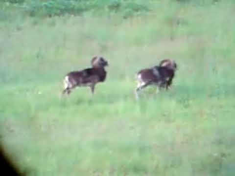 Muflóny | mouflons | muflony | Mufflons | muflonok