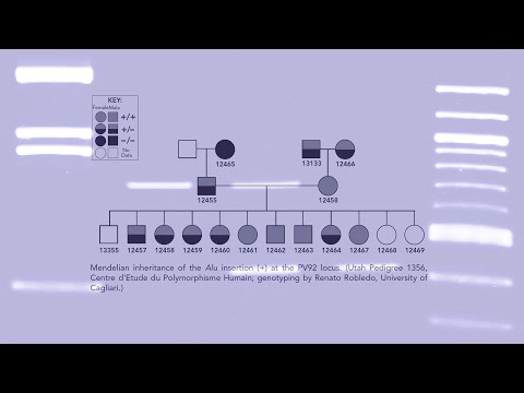 PV92 - Jumping Genes Lead the Way