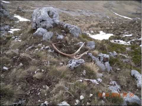 La ricerca dei tesori nascosti   palchi di cervo