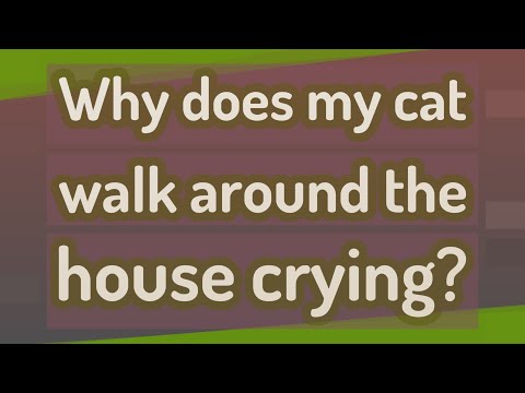 Why does my cat walk around the house crying?