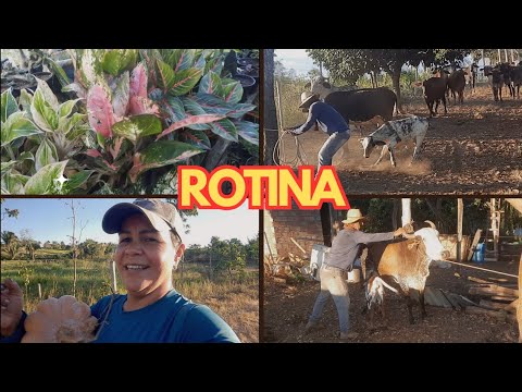 PERIGO DIÁRIO DE MEXER COM GADO😱 ROTINA E ORGANIZAÇÃO DAS PLANTAS @Vidanarocaoficialcomuziel 
