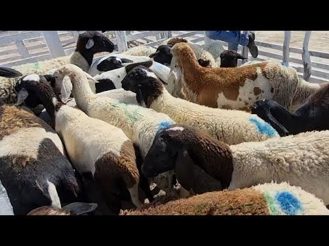 Feira de bode cabras e suínos em jupi-Pe 30-11-2025 muitas criações 