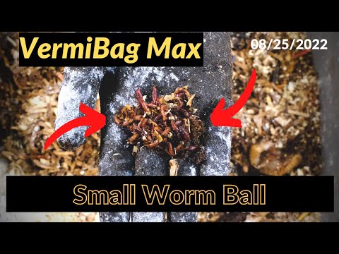 Vermibag Max - Fruit Fly Trap Needed 08/25/2022