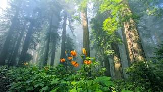 Silent Bloom - Open Heart Music - Helios 4k
