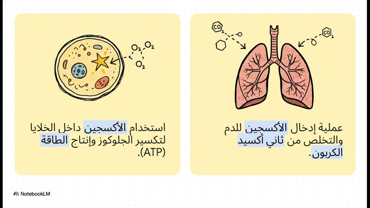 🌬️ شرح الجهاز التنفسي للإنسان بالكامل | التركيب والوظيفة وآلية التنفس | أحي?