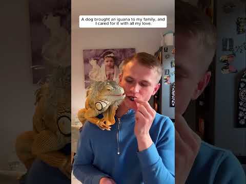 My Dog Brought Home an Iguana and Everything Changed.