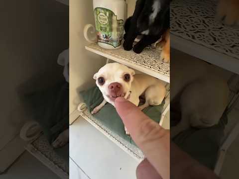 Niki is the most celebrity chihuahua in th...