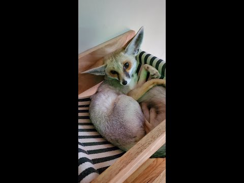 Fawzi Fox and a mini Australian shepherd puppy!