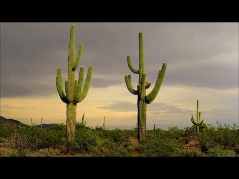 AMAZING Cacti and Succulents (World's Most Spectacular Plants episode 11 of 14)