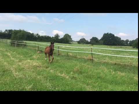 VITALIS Hengst Fohlen 2018