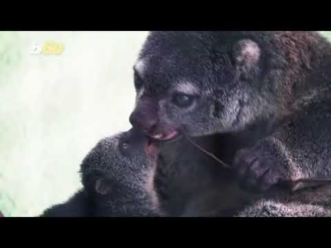 A Baby Bear Cuscus Born at Polish Zoo Causes Celebration for Rare Marsupial Species!