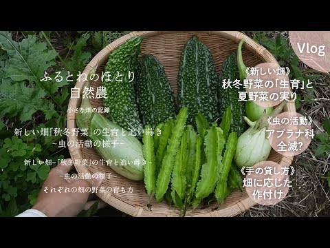 ヘリアンティ - 定義