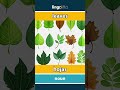 leaves - hojas video thumbnail