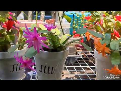 イースターサボテン