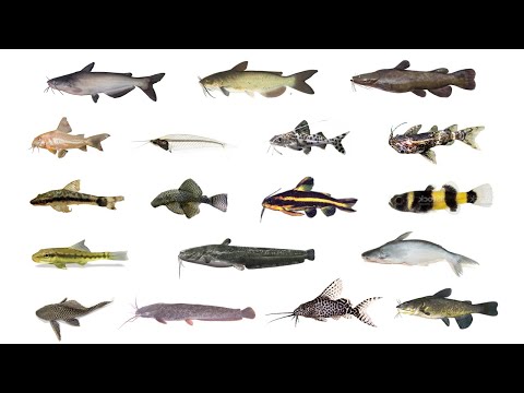 🐟 Types of Catfish | 18 Catfish Species #catfish
