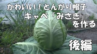 とんがり帽子　キャベツみさきを作る　後編