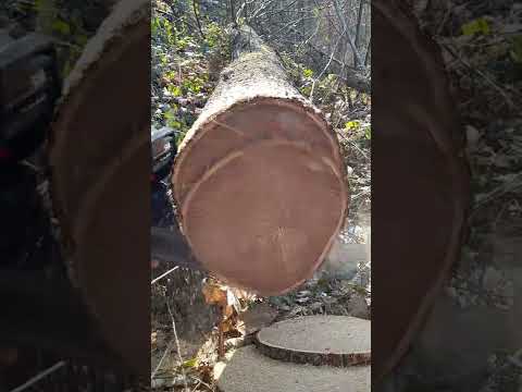 prova di taglio dopo la mia affilatura con motosega economica. like e  iscriviti è gratis grazie.