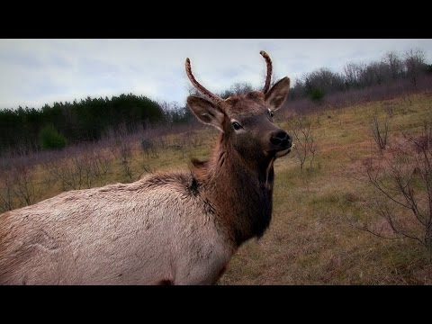 Deer Hunter Encounters sick Elk in the Wild