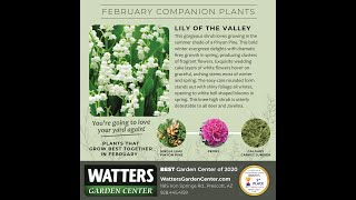February Companion Plants - Lily of the Valley