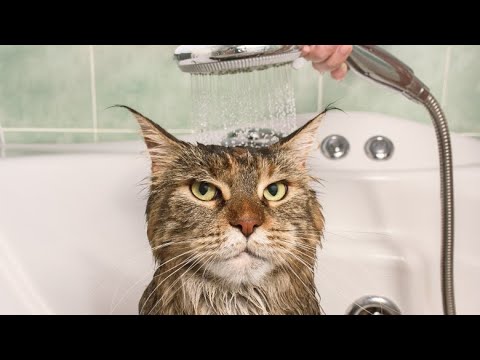 Cats Hate Water! - Funny Cats in Water Compilation 2020