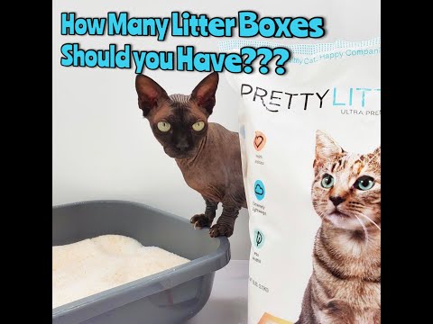 How Many Litter Boxes do you Need?
