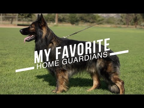 BEST DOG BREEDS FOR HOME PROTECTION: NO TRAINING NECESSARY