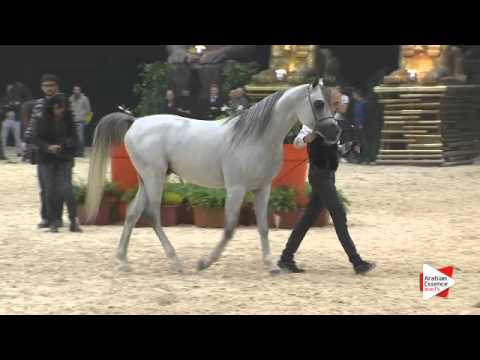 N 38 TF JUSTIN   Gran Prix 2015   Colts 2 3 years old Class F