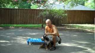 Dallas dog training | Redeeming Dogs | Stormy the miniature australian shepherd | Tod McVicker