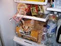 Cats Conquering Fridges 2015 NEW