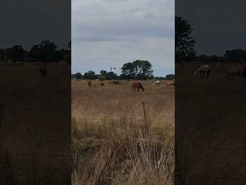 Caballos y Campo en San Vicente Buenos Aires Argentina