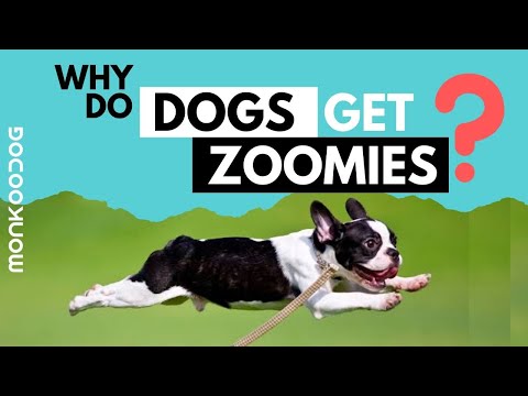 Why do Dogs get Zoomies? || Scientific reason behind zoomies ll Monkoodog