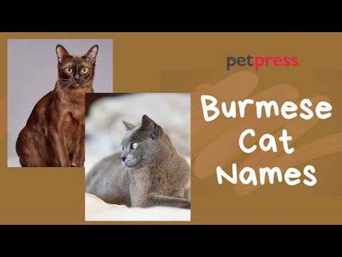Best Burmese Cat Names - 36 Popular Burmese Cat Name Ideas