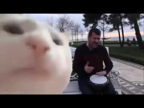 turkey old man with cat song